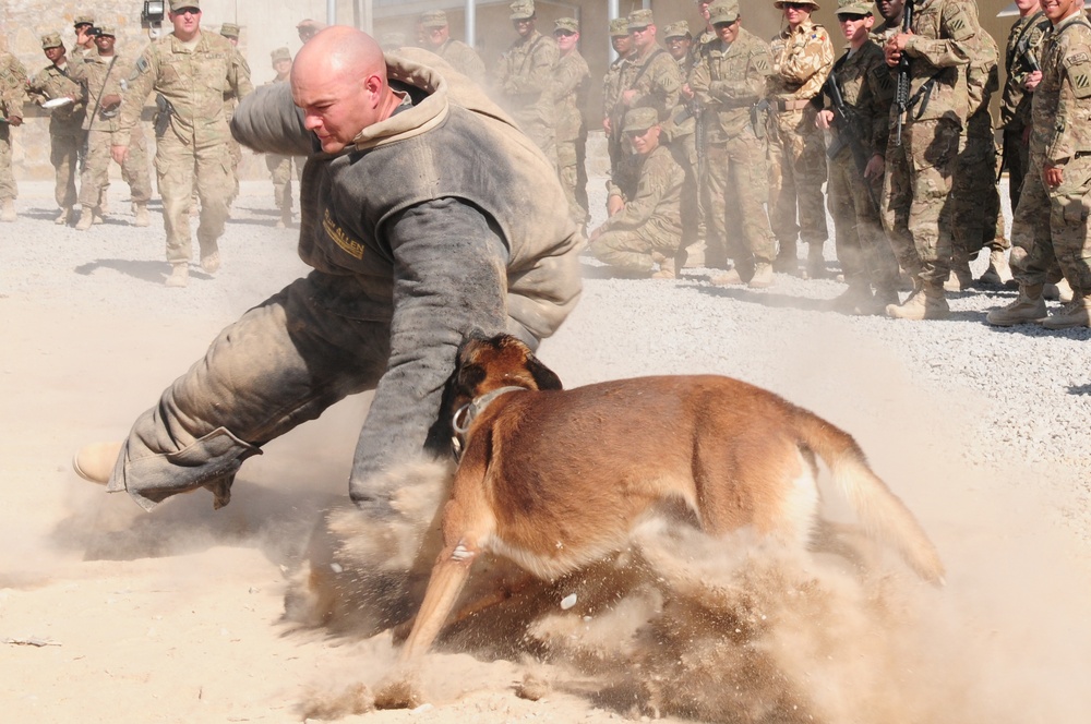 Military working dogs show skills