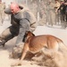 Military working dogs show skills