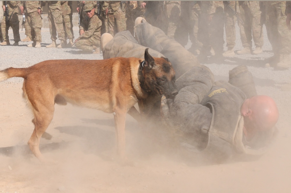 Military working dogs show skills