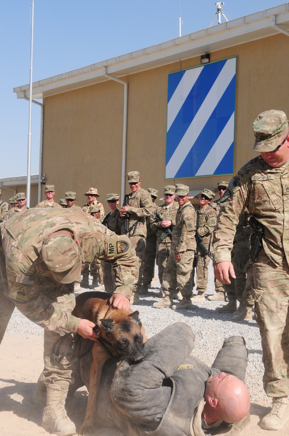 Military working dogs show skills