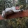 Arctic Wolves take a welcome break from the office A soldier in US Army ACU (Army Combat Uniform) digital camouflage is navigating a wooden beam obstacle, lying prone and pulling themselves across it. The setting appears to be an outdoor military obstacle course surrounded by coniferous and deciduous trees showing autumn foliage. The soldier is wearing tactical gloves and boots, actively engaged in a physical training exercise.