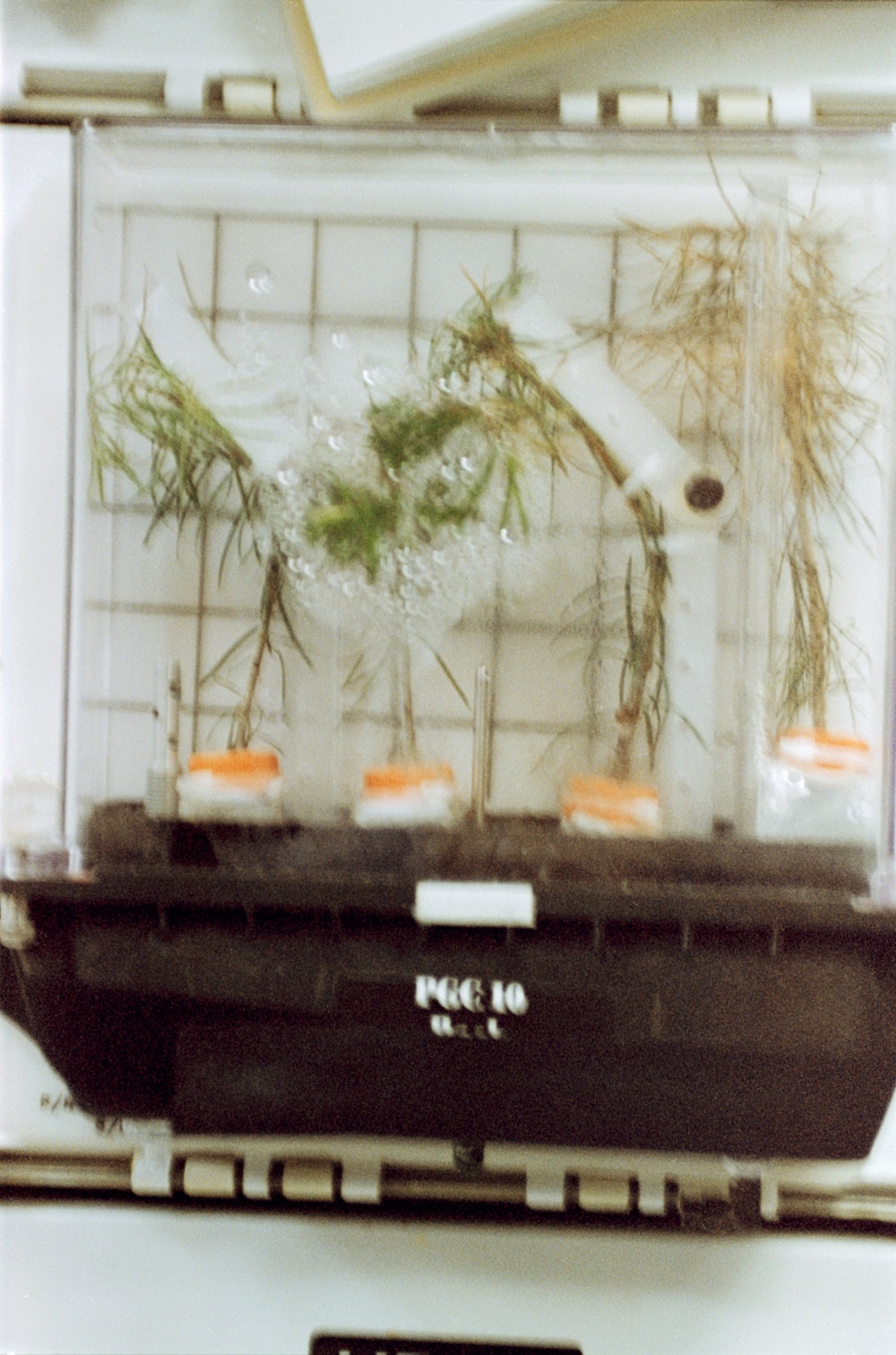 PGF, Close-ups of tree seedlings and Helms working at middeck locker experiment