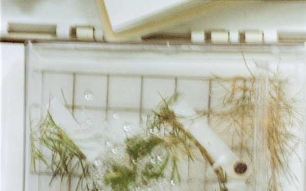 PGF, Close-ups of tree seedlings and Helms working at middeck locker experiment