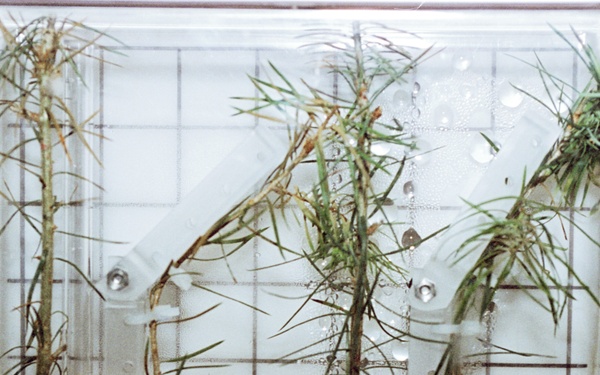 PGF, Close-ups of tree seedlings on Life and Microgravity Sciences (LMS-1)