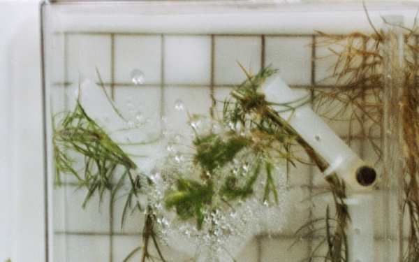 PGF, Close-ups of tree seedlings and Helms working at middeck locker experiment