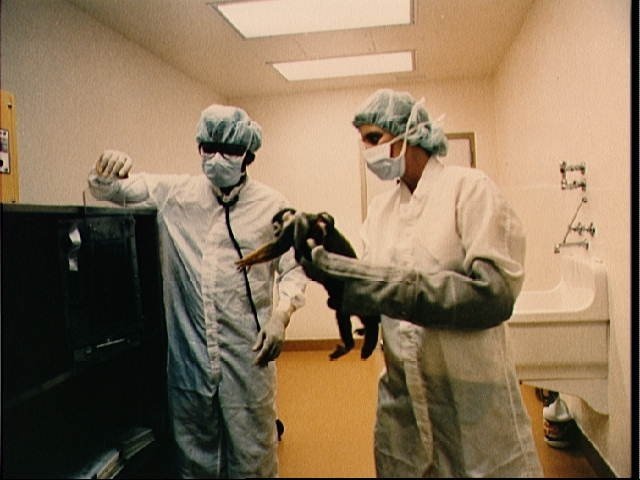 One of two monkeys selected for science module of Spacelab 3