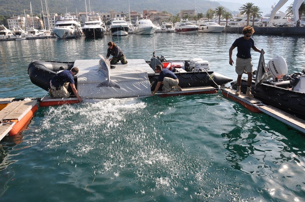 Exercise Dolphin 2012