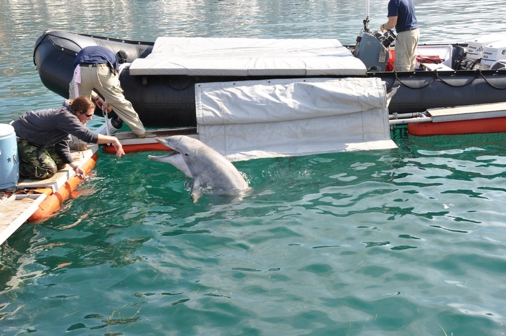 Exercise Dolphin 2012