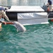 Exercise Dolphin 2012