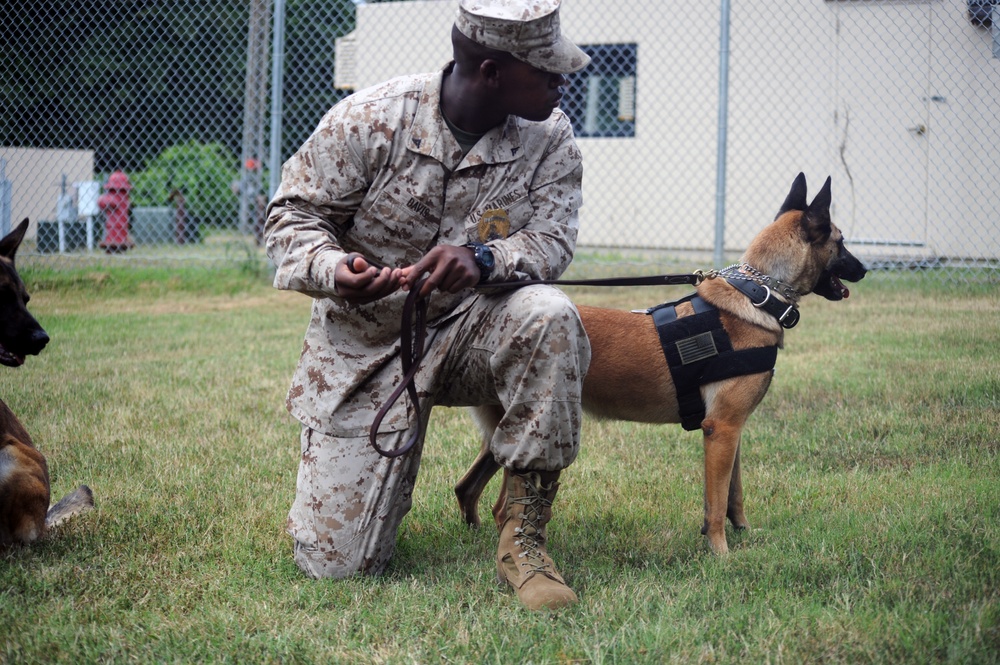 Quantico working dogs assist in alleged bomb threat