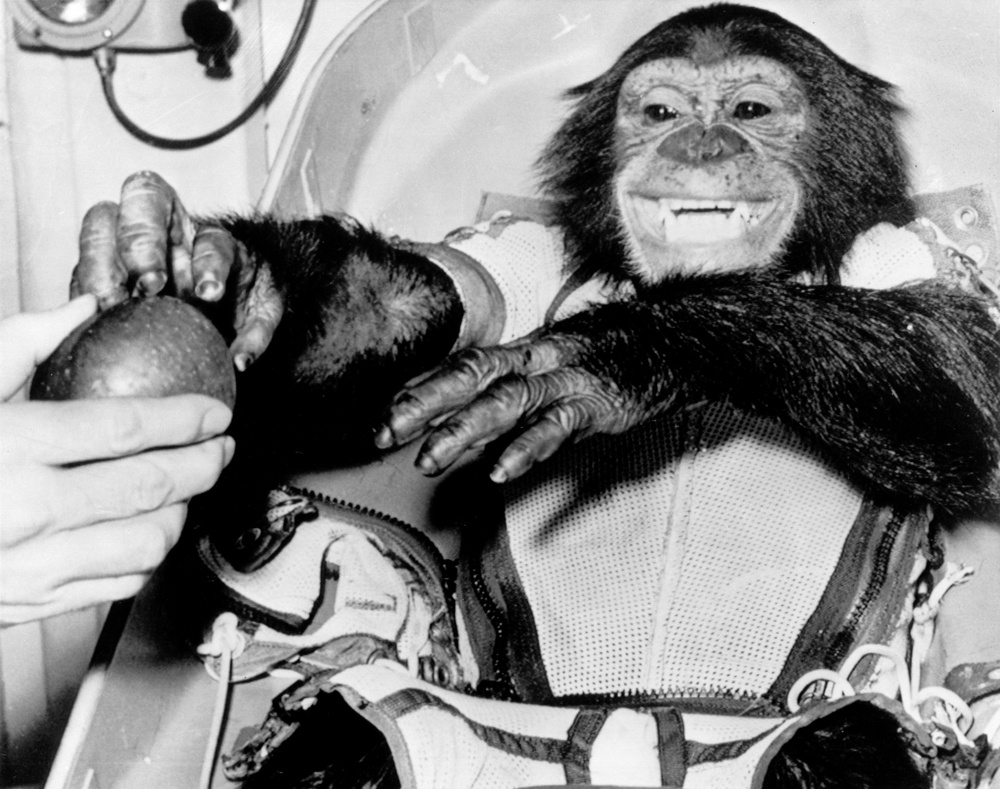 Chimpanzee Ham after sucessful MR-2 flight