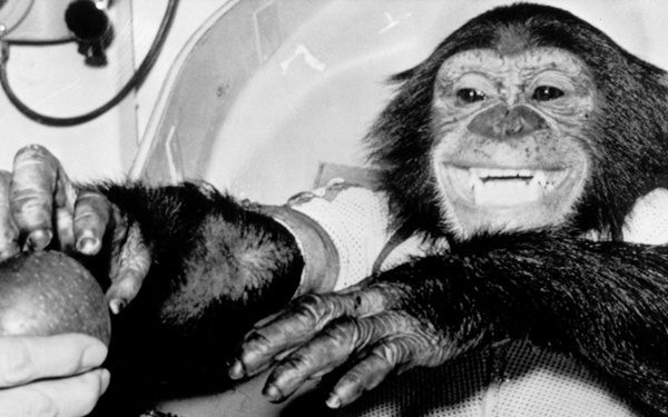 Chimpanzee Ham after sucessful MR-2 flight