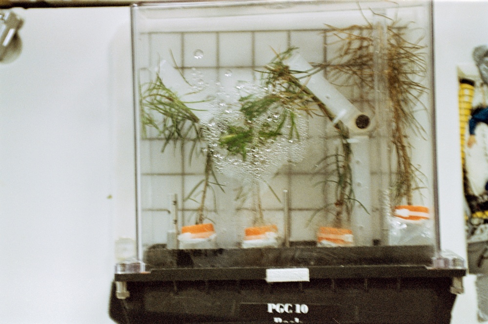 PGF, Close-ups of tree seedlings and Helms working at middeck locker experiment