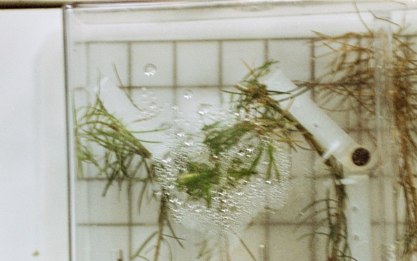 PGF, Close-ups of tree seedlings and Helms working at middeck locker experiment
