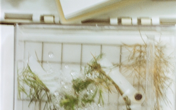 PGF, Close-ups of tree seedlings and Helms working at middeck locker experiment