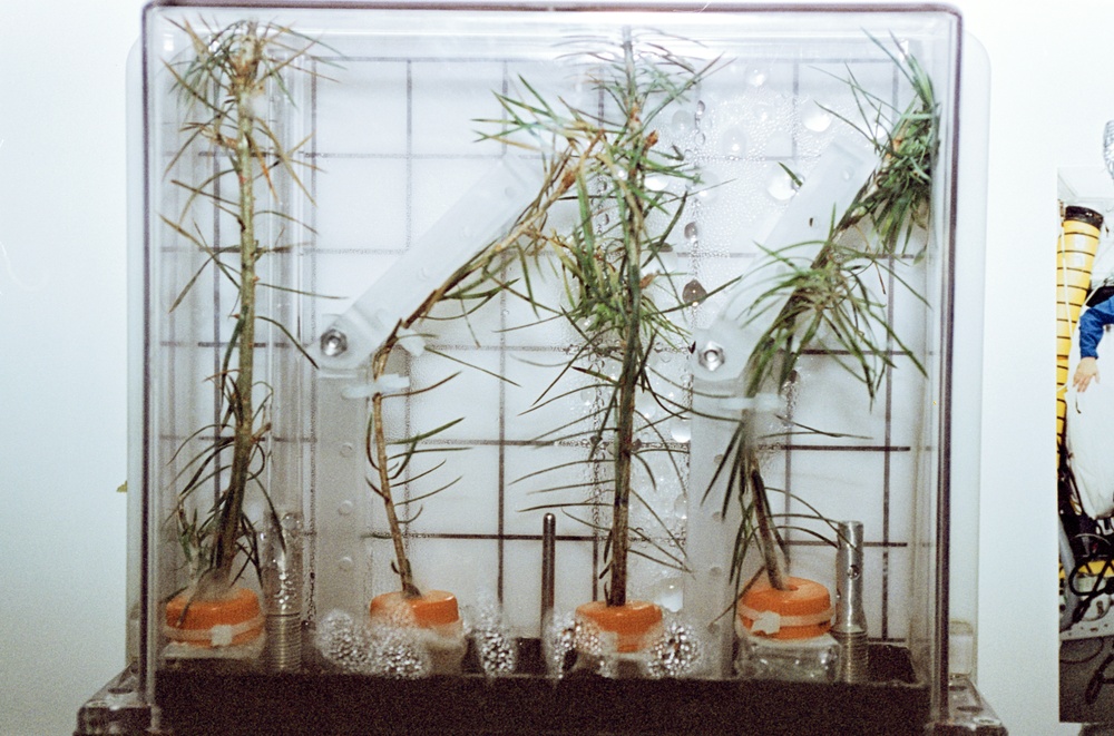 PGF, Close-ups of tree seedlings on Life and Microgravity Sciences (LMS-1)