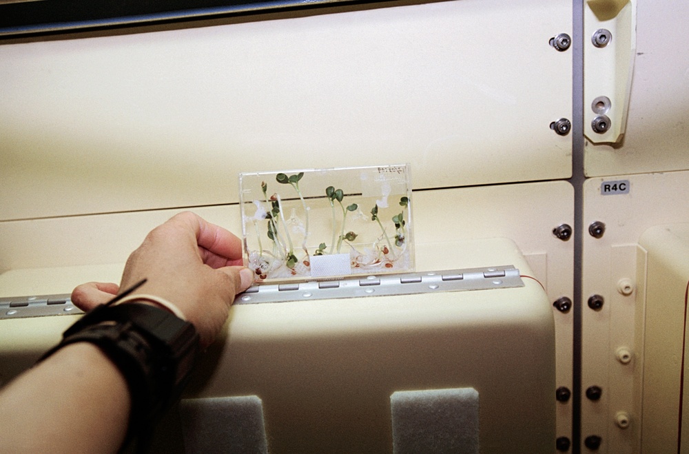 Plant experiment flown by Mukai