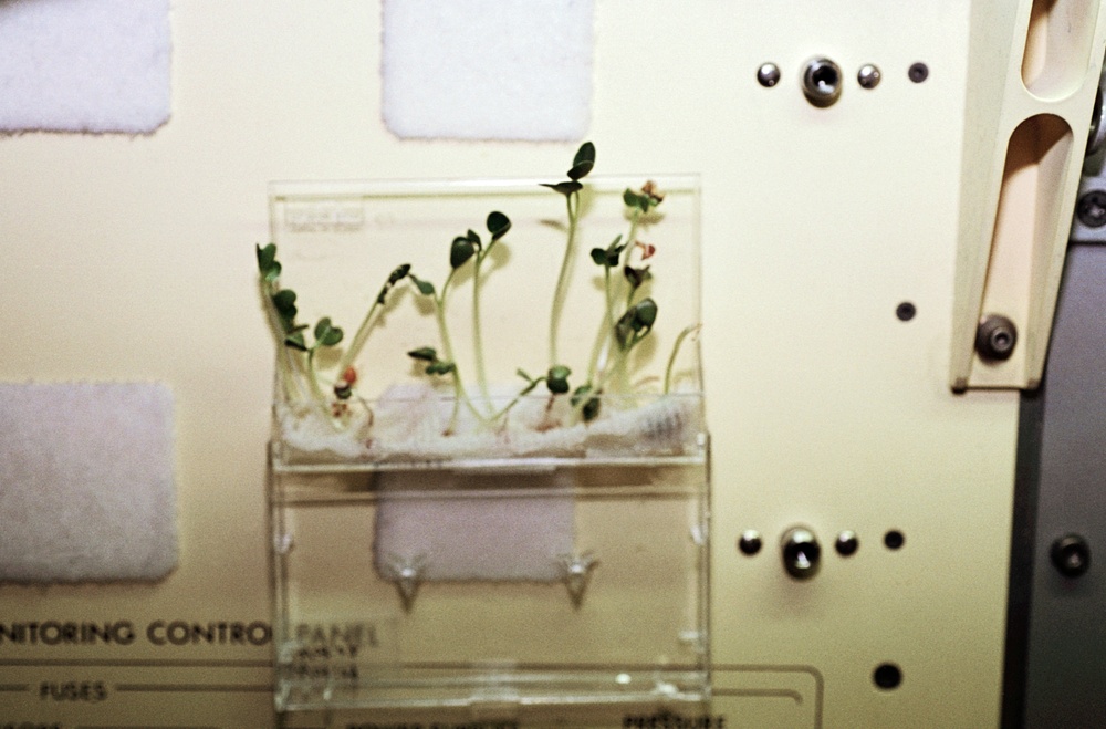 Plant experiment flown by Mukai