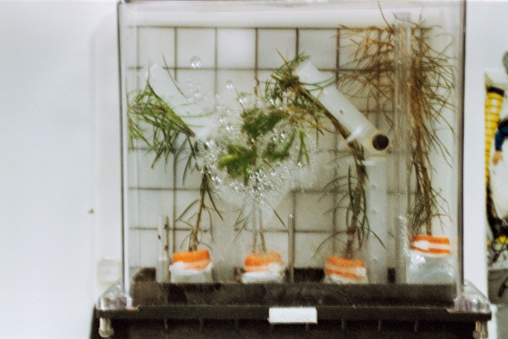 PGF, Close-ups of tree seedlings and Helms working at middeck locker experiment
