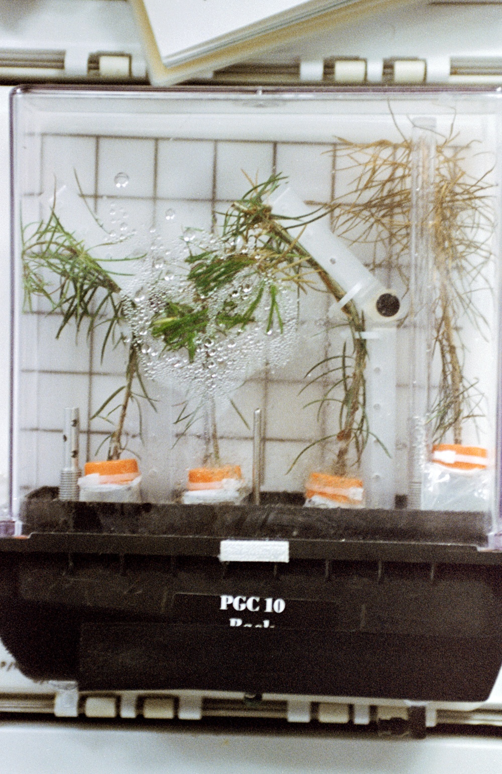 PGF, Close-ups of tree seedlings and Helms working at middeck locker experiment