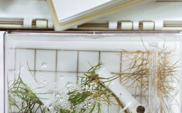 PGF, Close-ups of tree seedlings and Helms working at middeck locker experiment