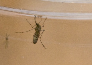 Monday to see Norfolk District mosquito spraying in Portsmouth area