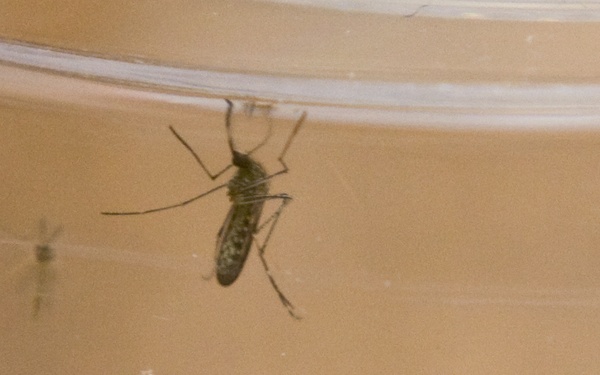 Battling West Nile, mosquitoes