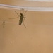 Battling West Nile, mosquitoes