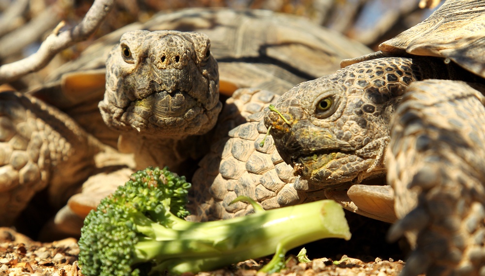 Protecting the desert tortoise