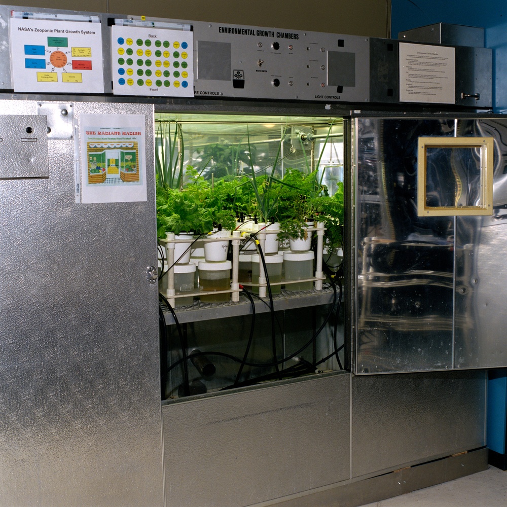 Zeoponic salad crop plant growth experiment