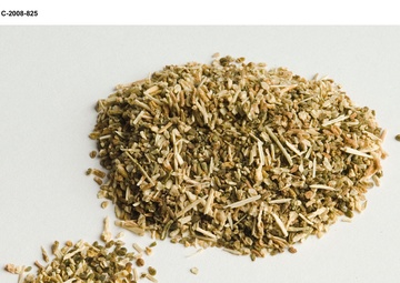 Salicomia seeds for Biofuels project