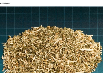 Salicomia seeds for Biofuels project