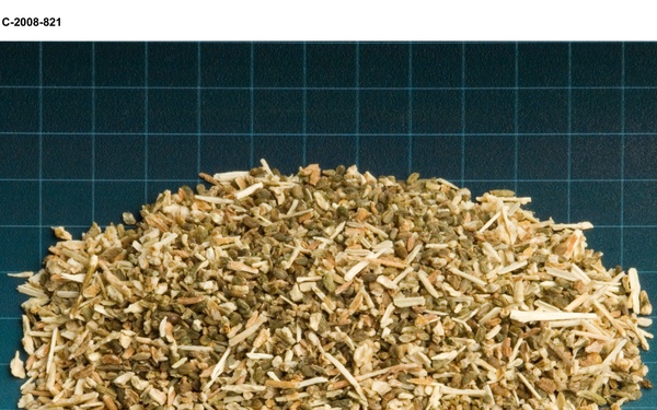 Salicomia seeds for Biofuels project