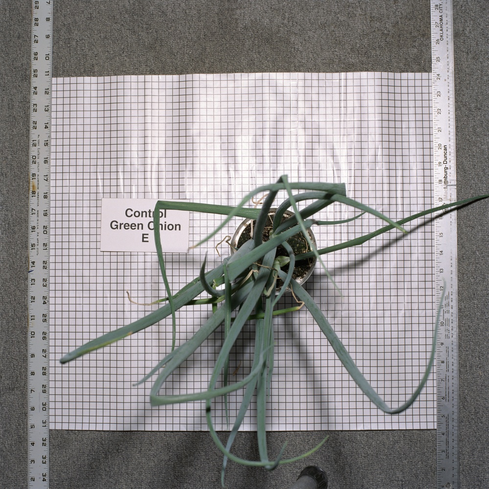 Zeoponic salad crop plant growth experiment in the Plant Growth Chamber, Building 7B