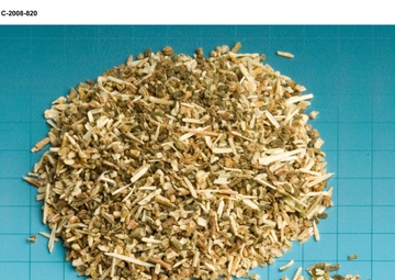 Salicomia seeds for Biofuels project