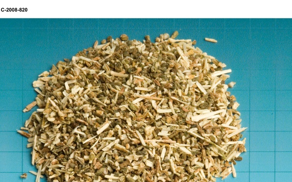 Salicomia seeds for Biofuels project