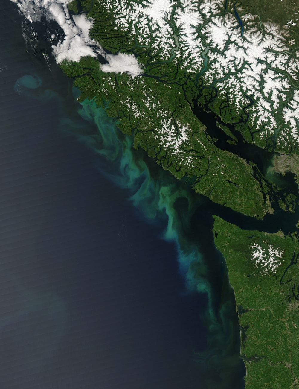 Phytoplankton Bloom off Vancouver Island: Image of the Day