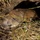 Conservation of resources protects wildlife, ability to train