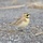 Conservation of resources protects wildlife, ability to train