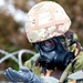 Exercise Noble Ledger 2012