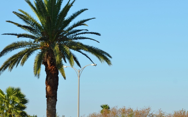 A military procession or ceremony is taking place outdoors in what appears to be a warm, coastal or southern U.S. location, evidenced by the palm trees and clear blue sky. A color guard in white Navy uniforms leads the march carrying an American flag and at least one additional flag. A large group of participants, including uniformed military personnel and civilians, follow in formation along a paved path.