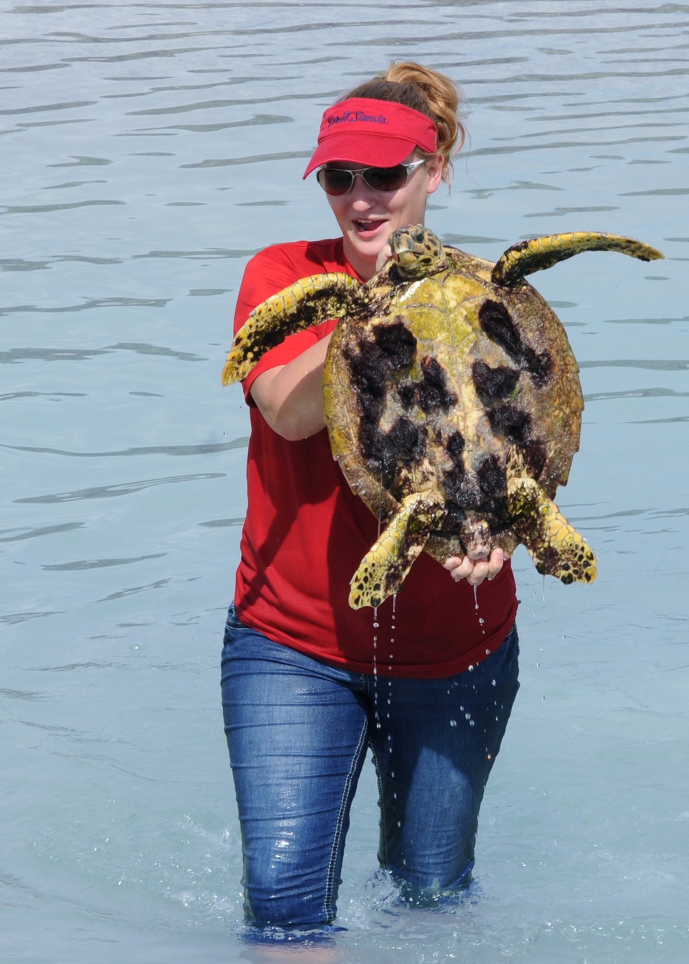 Scientists tag turtles at Diego Garcia