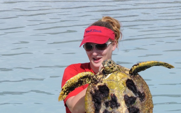 Scientists tag turtles at Diego Garcia