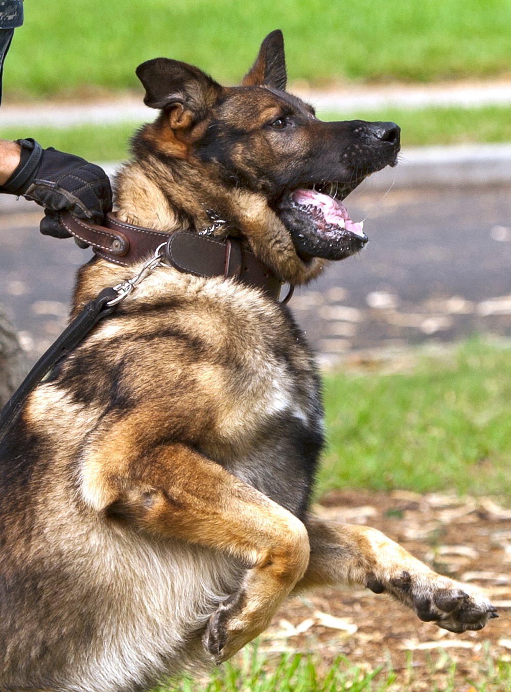 Military working dog training exercises