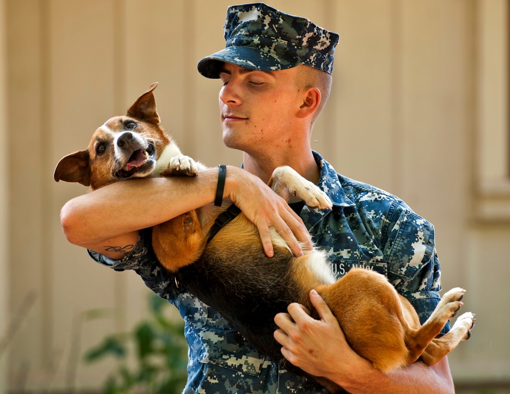 Military working dog training exercises