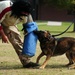 Red Ribbon Week/ Military working dog!