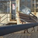 A Displaced light pole rests on a Long Beach Pier bench