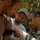 Special Warfare Medical Group (Airborne) trains special-operations combat medics