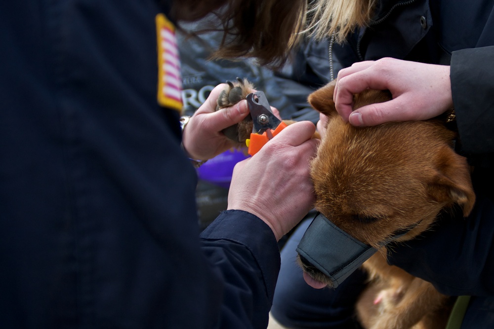 Mobile veterinary services