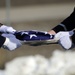 Hill Air Force Base Honor Guard funeral detail